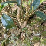 hoàng trà shan tuyết Lũng Phìn