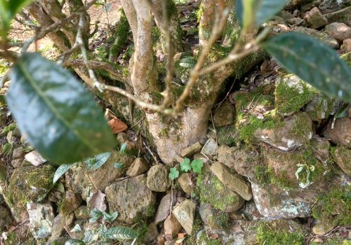 hoàng trà shan tuyết Lũng Phìn